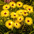 Solar Sunflower Garden Lights (2026 Upgraded) - IP65 Waterproof, Auto On/Off